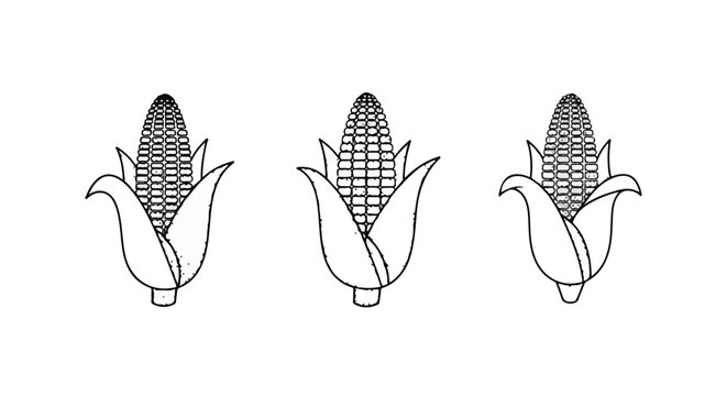 Corn cob border pattern with husks