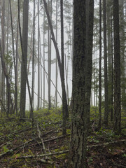 Fototapeta premium Cloudy day in the rain forest