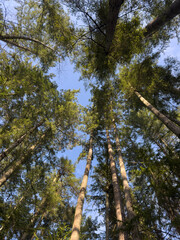 Fototapeta premium Tree trunks and blue sky