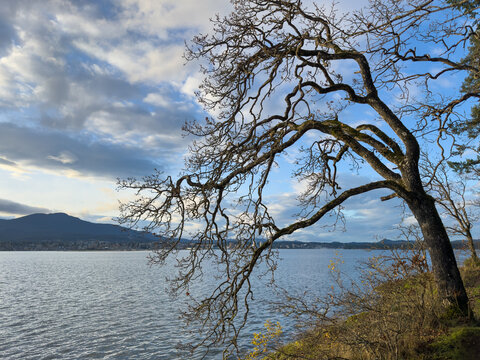 A leafless deciduous tree after the leaves have dropped in late Autumn
