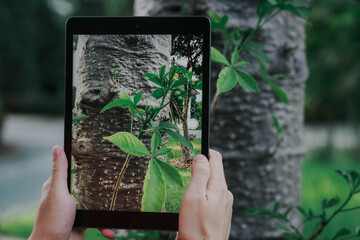 Using Tablet for Plant Identification in Forest – Digital Nature Exploration Concept  © Dara-Sroi