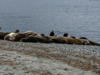 Fototapeta premium Sea Lions laying on a beach by the sea