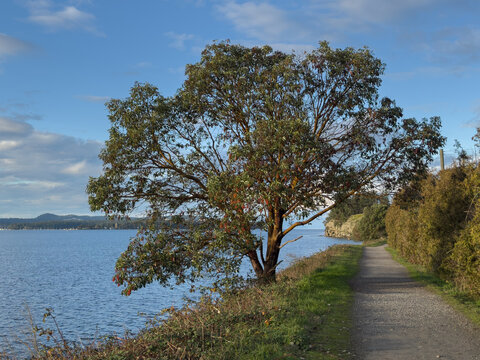 Arbutus tree beside a waterfront walking trail