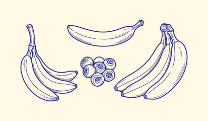 Set of banana illustrations with single banana, bunch of bananas, and sliced banana in a circle, vector sketch in outline style on light background. © mr.shawn007
