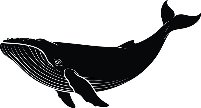 Black Whale Swimming Isolated on White Background