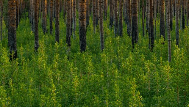 Young green conifer saplings regrowing in dense forest after wildfire recovery in natural woodland setting