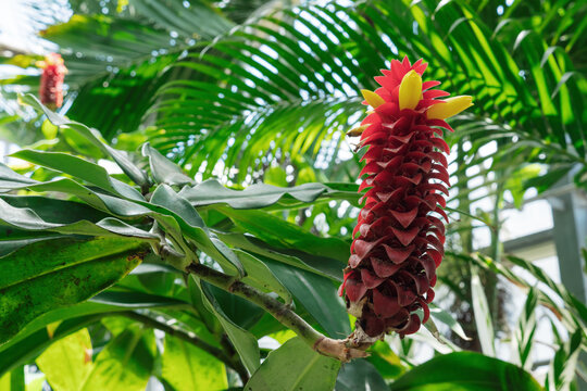 スパイラルジンジャー（Costus Barbatus Suesseng）