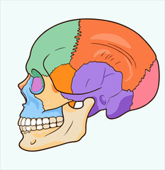Colorful Human Skull Bone Anatomy Side View Illustration on Soft Gray Background   © CutRiska