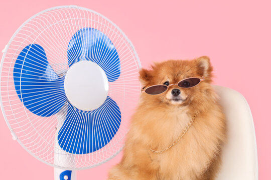 Cute Pomeranian spitz in sunglasses with electric fan sitting on chair against pink background