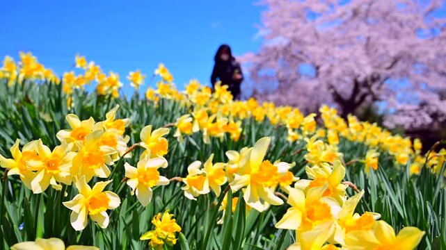 水仙の花と桜