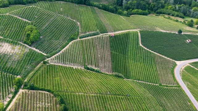 Aerial View of Rolling Green Vineyards in Barolo Piedmont Italy