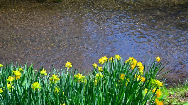 水仙の花と清流