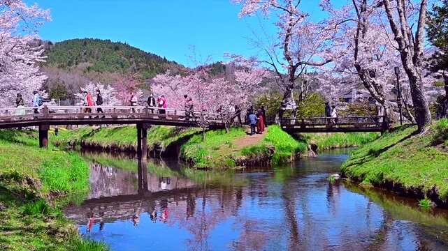 桜と清流のお宮橋