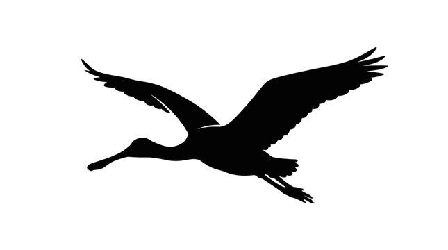 Silhouette of a Spoonbill Bird in Flight.