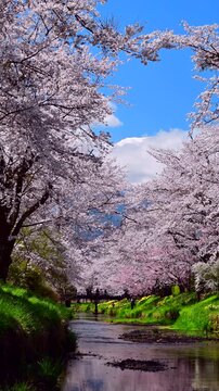桜と富士山のお宮橋