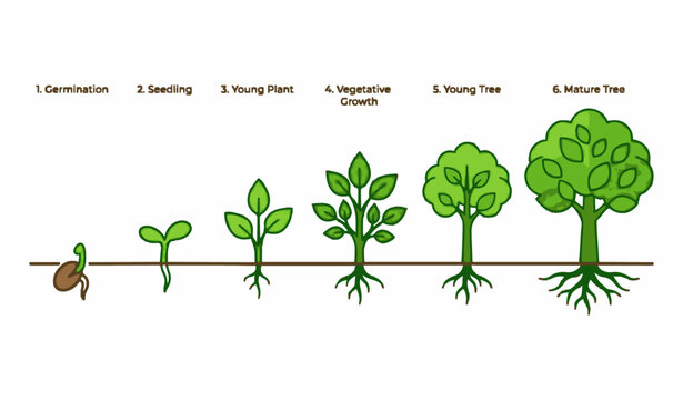 Tree life cycle illustration germination to maturity