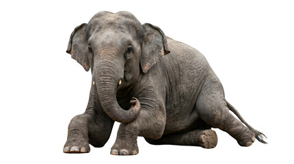 Fototapeta premium Sri Lankan Wild Elephant Sitting Isolated on White Background PNG Wildlife Portrait