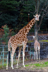 Obraz premium A tall giraffe at Higashiyama Zoo Japan.