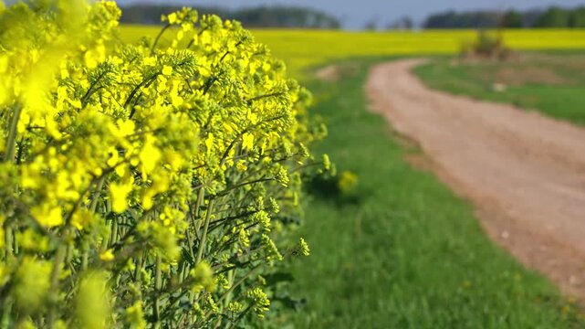 Rapeseed flowers beside winding dirt road through rural countryside landscape