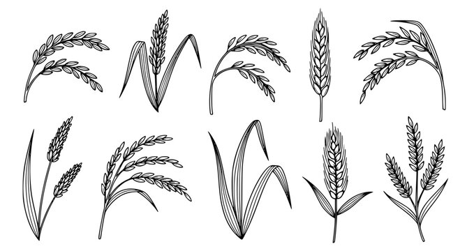 Hand Drawn Rice Plant Collection Sketch Isolated on White Background