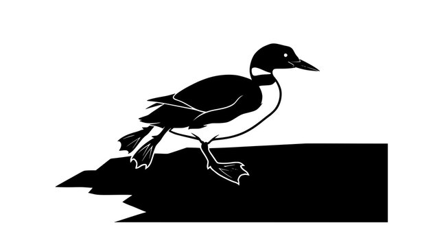 ​Common loon bird vector illustration walking on a rock, black and white dynamic aquatic bird icon isolated on a white background.