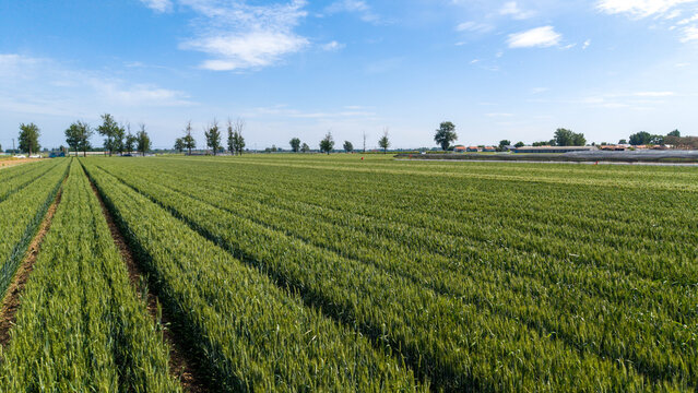 Lush Cultivated Farmland Under Bright Sunny Summer Sky