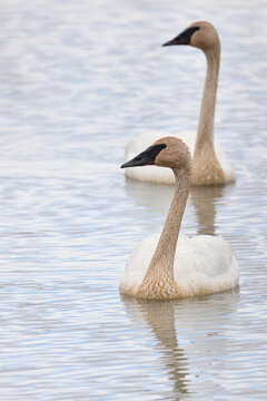 A pair of migratory Trumpeter Swans (Cygnus buccinator) swim in Reflections Lake, Alaska.