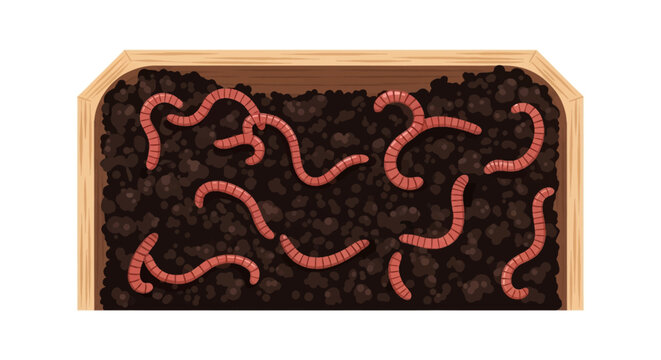 Flat vector illustration of red wiggler worms crawling in dark organic compost inside a wooden bin, cross-section view showing earthworms in soil isolated on a white background.