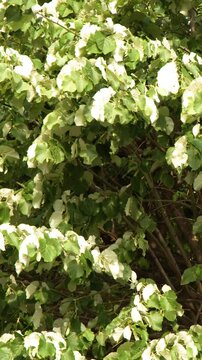 Lush Green and White Leaves Swaying on Tree Branches in Paris