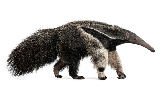 Giant Anteater with long snout and bushy tail walking isolated on white background