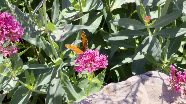Orange Butterfly Pollinating Pink Valerian Flowers in a Sunny French Garden