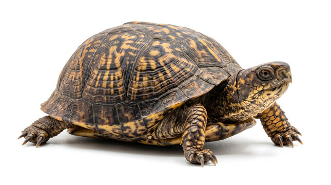 A detailed studio shot of an ornate box turtle with intricate patterns on its shell standing on a white background