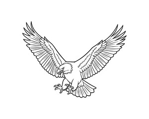 Fototapeta premium Eagle with outstretched wings landing or hunting with sharp talons extended against a white background