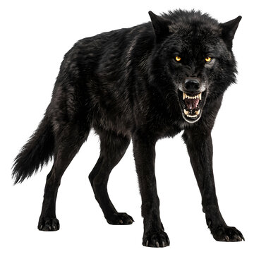Aggressive Black Wolf Snarling with Glowing Golden Eyes Front View