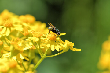 House Fly in Cressleaf groundsel © Kathy Pemberton