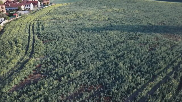 4K 60fps drone push in shot of rapeseed field in Zizur Menor Spain