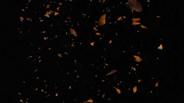 Autumn dry leaves falling on black background, flying brown foliage overlay, cinematic seasonal leaf motion for compositing and design