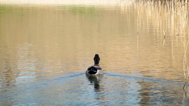Duck swimming in a pond. High quality 4k footage