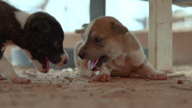 Little puppies in shabby fur are living at local placed. Animal portrait, close-up at the eye.