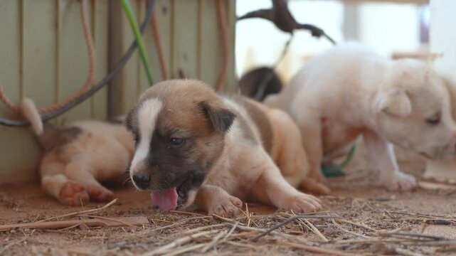 Little puppies in shabby fur are living at local placed. Animal portrait, close-up at the eye.