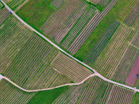 Aerial view of lush green vineyard rows forming geometric patterns with a narrow rural road cutting through the fields in Ribeauville, Grand Est, France.