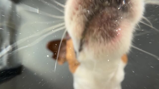 The owner pours dry food into the water for a Jack Russell Terrier, and the dog begins to eat. 
