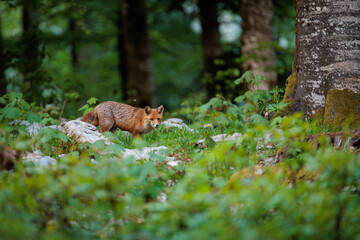 Naklejka premium A day in the Slovenian forest with the red fox
