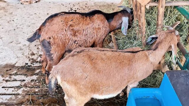 Two goats eat hay from a wooden feeder in a barn, showing everyday farm life, livestock care, and natural feeding behavior in a rustic agricultural setting