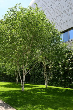 Small Green Trees on Lawn Beside Modern Shopping Mall Facade