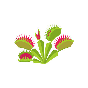 Venus flytrap carnivorous plant with open jaws and green leaves