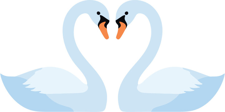 Two white swans forming a heart shape illustration