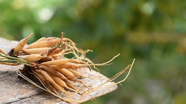 Fresh shatavari roots on natural background.