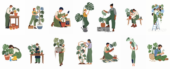 Fototapeta premium Diverse collection of flat vector illustrations depicting people caring for Monstera deliciosa houseplants through potting, pruning, and nurturing activities.