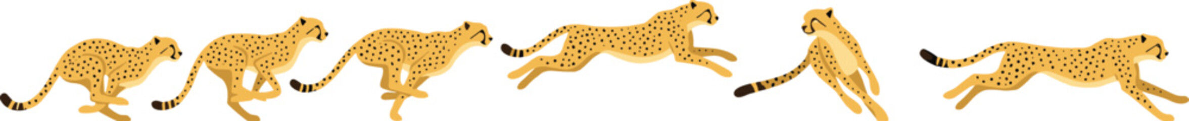 Running Cheetah Sprite Sheet and Animation Sequence Set Showing Various Stages of Fast Sprint Cycle Vector Illustration © MinnatunAkter